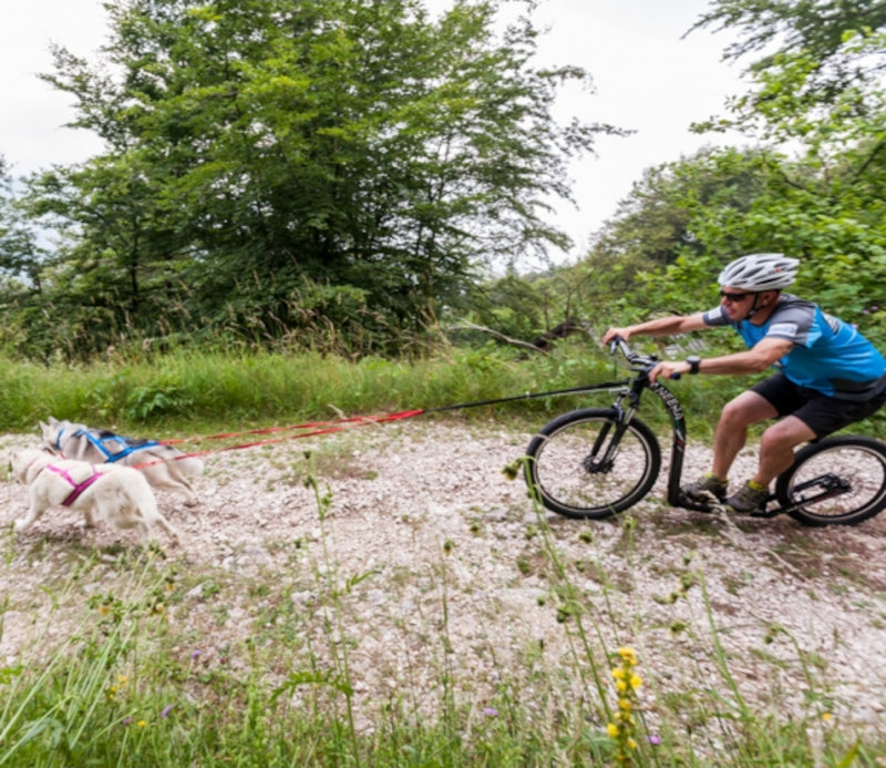 Dogscooting Zubehör