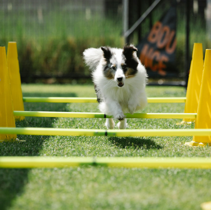 Agility