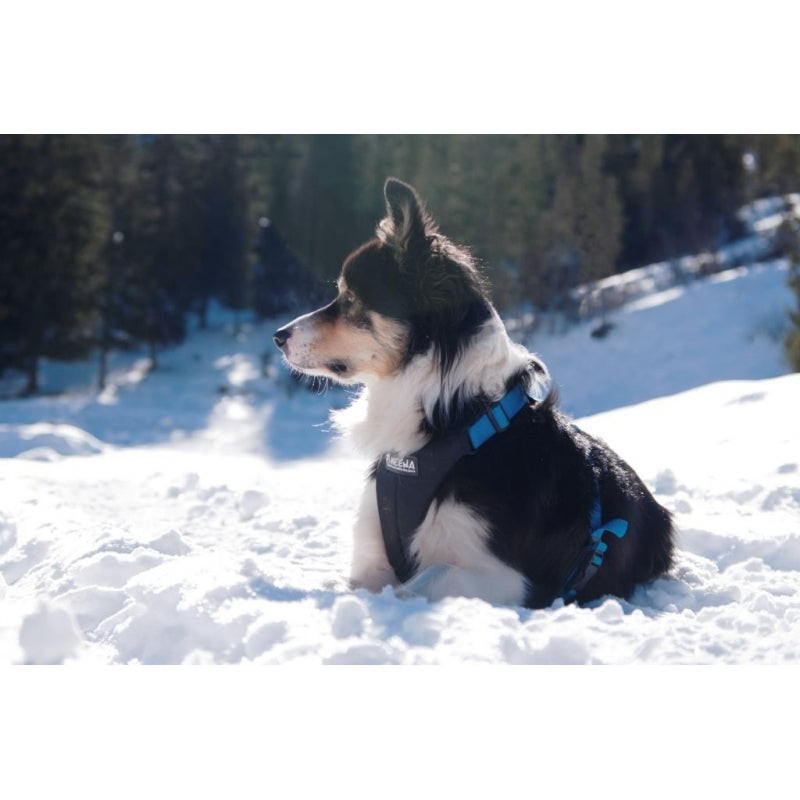 Neewa Laufgeschirr für Hunde